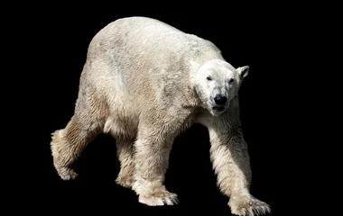 Elaltatták Lloydot, a Nyíregyházi Állatpark ikonikus jegesmedvéjét