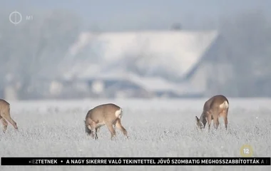 Csaknem 5 nap után részben újraindult az M1 hírszolgáltatása szombat reggel