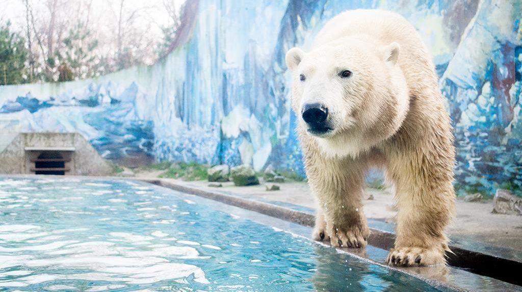 Medvenapot tart vasárnap a Nyíregyházi Állatpark