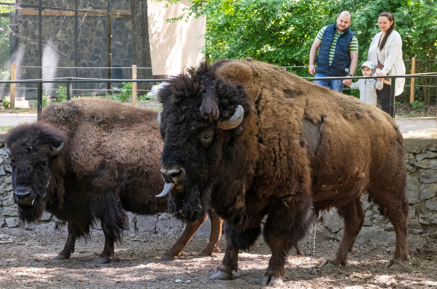 Újra fogad látogatókat a Nyíregyházi Állatpark