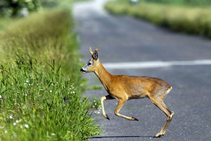 Veszélyes időszak jön az utakon, támadnak az őzek