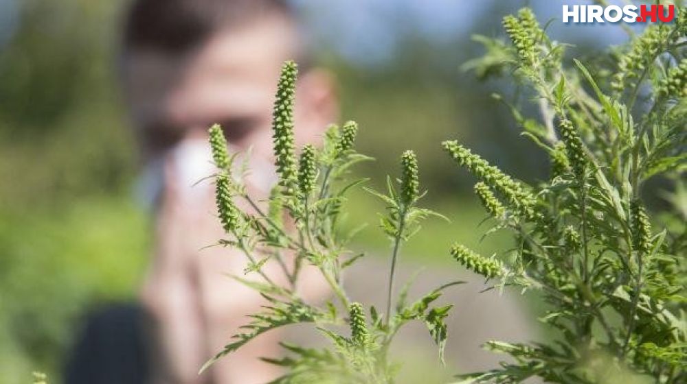 Csúcson a pollen koncentrációja  