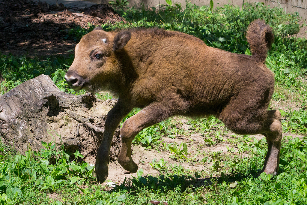 Sikeres visszatelepítésről számolt be a Nyíregyházi Állatpark