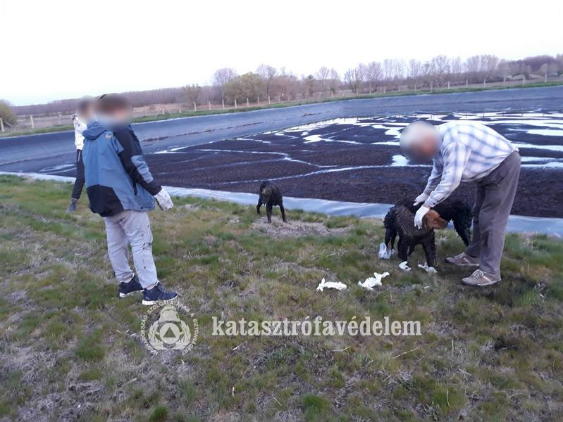 Több kutyát is megmentettek a hivatásosok tegnap