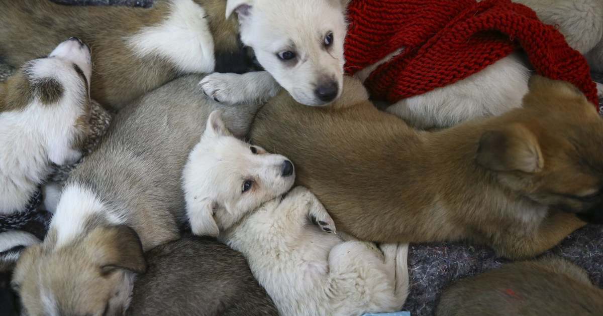 Új kötelezettséggel kell számolniuk a kedvtelésből tartott állatokkal kereskedőknek