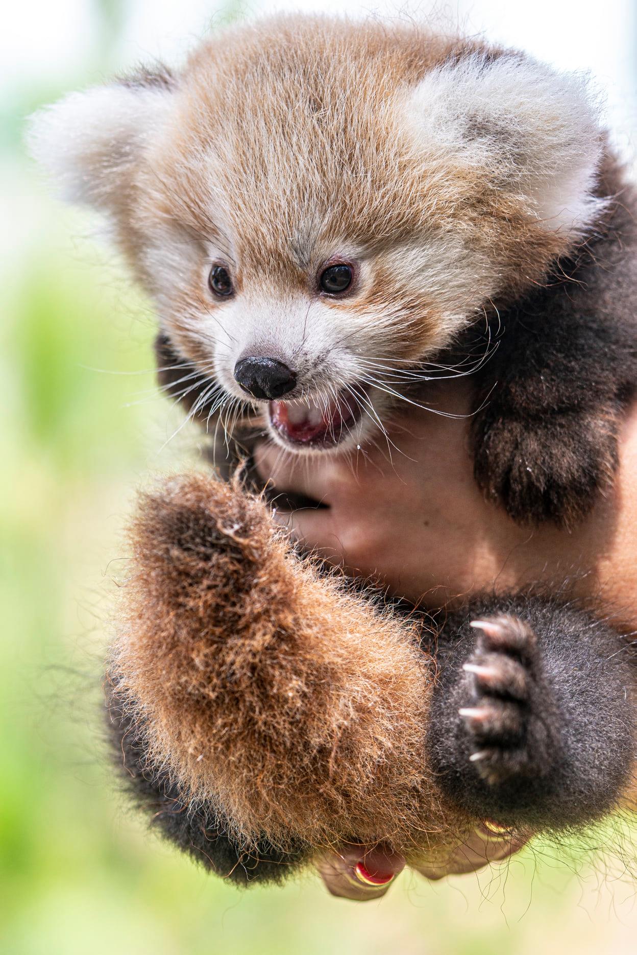 Kis panda született a Nyíregyházi Állatparkban