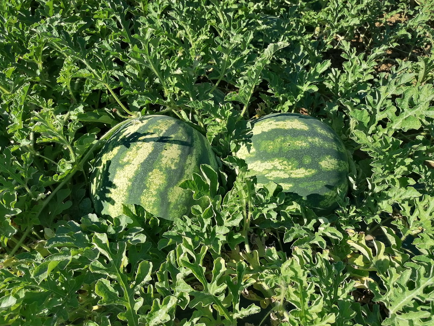 Hatalmas veszteséggel számolhatnak a megyei dinnyetermesztők