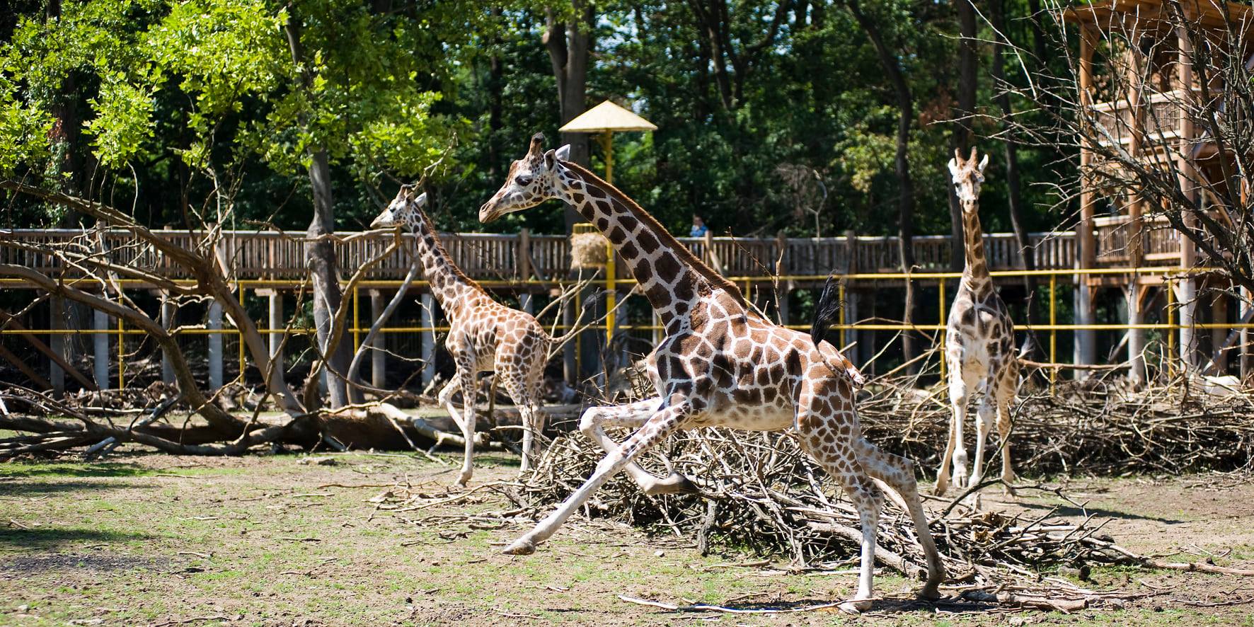 Elköszöntek Zulutól a Nyíregyházi Állatpark munkatársai