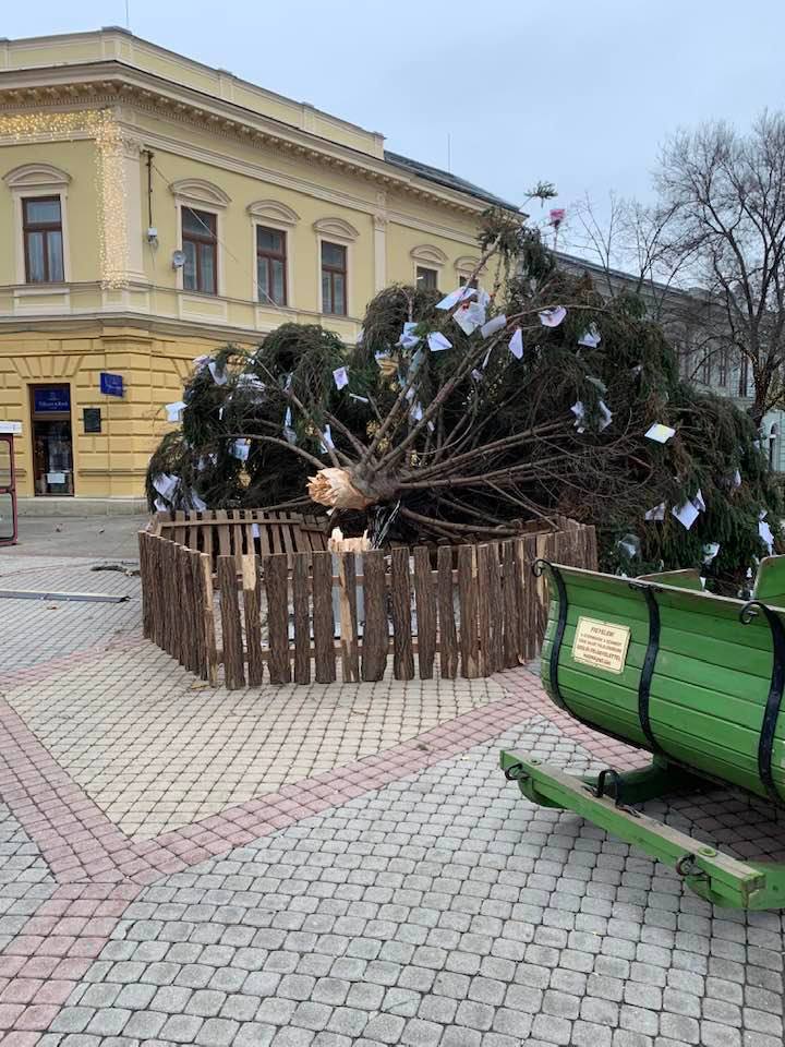 Kedden állhat újra a helyén a város karácsonyfája