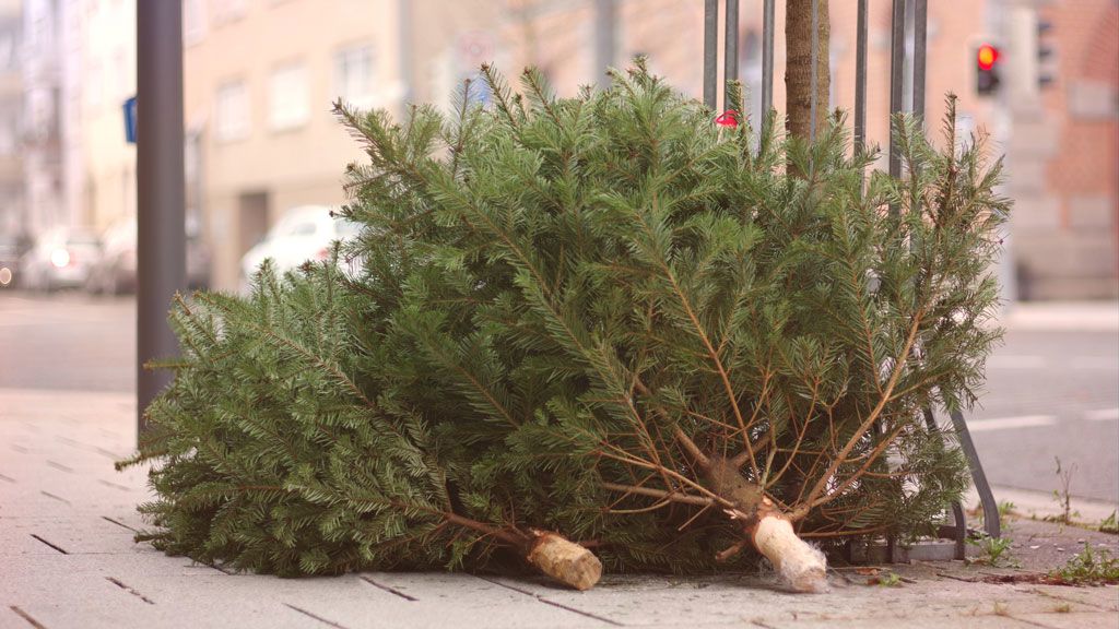 A hulladéknaptárban megtaláljuk, mikor szállítják el a kidobott fenyőfákat