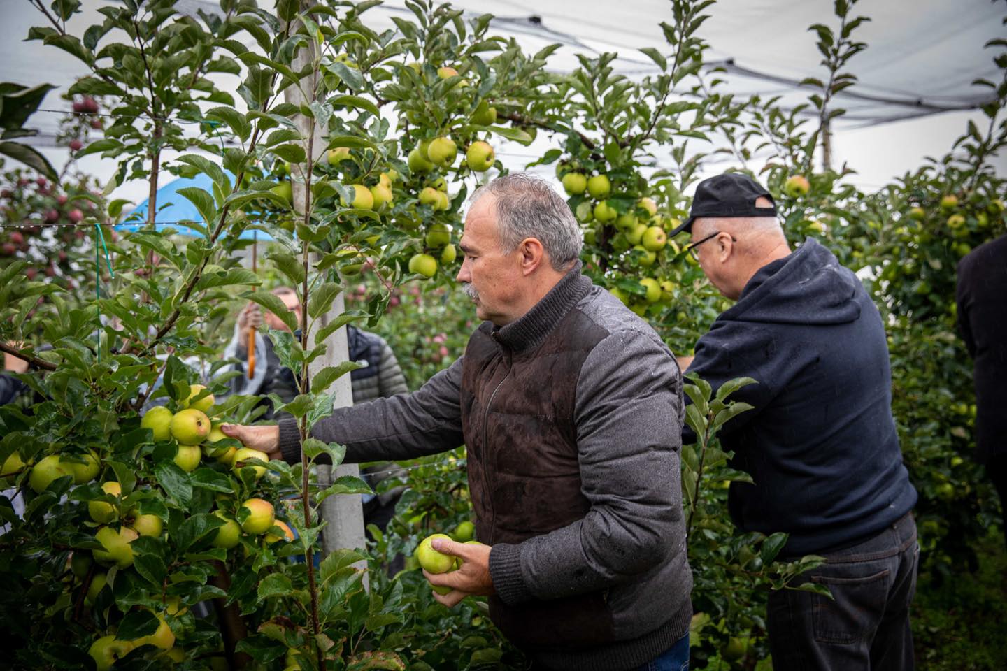 Ismét elérhető lesz az ültetvénytelepítési támogatás