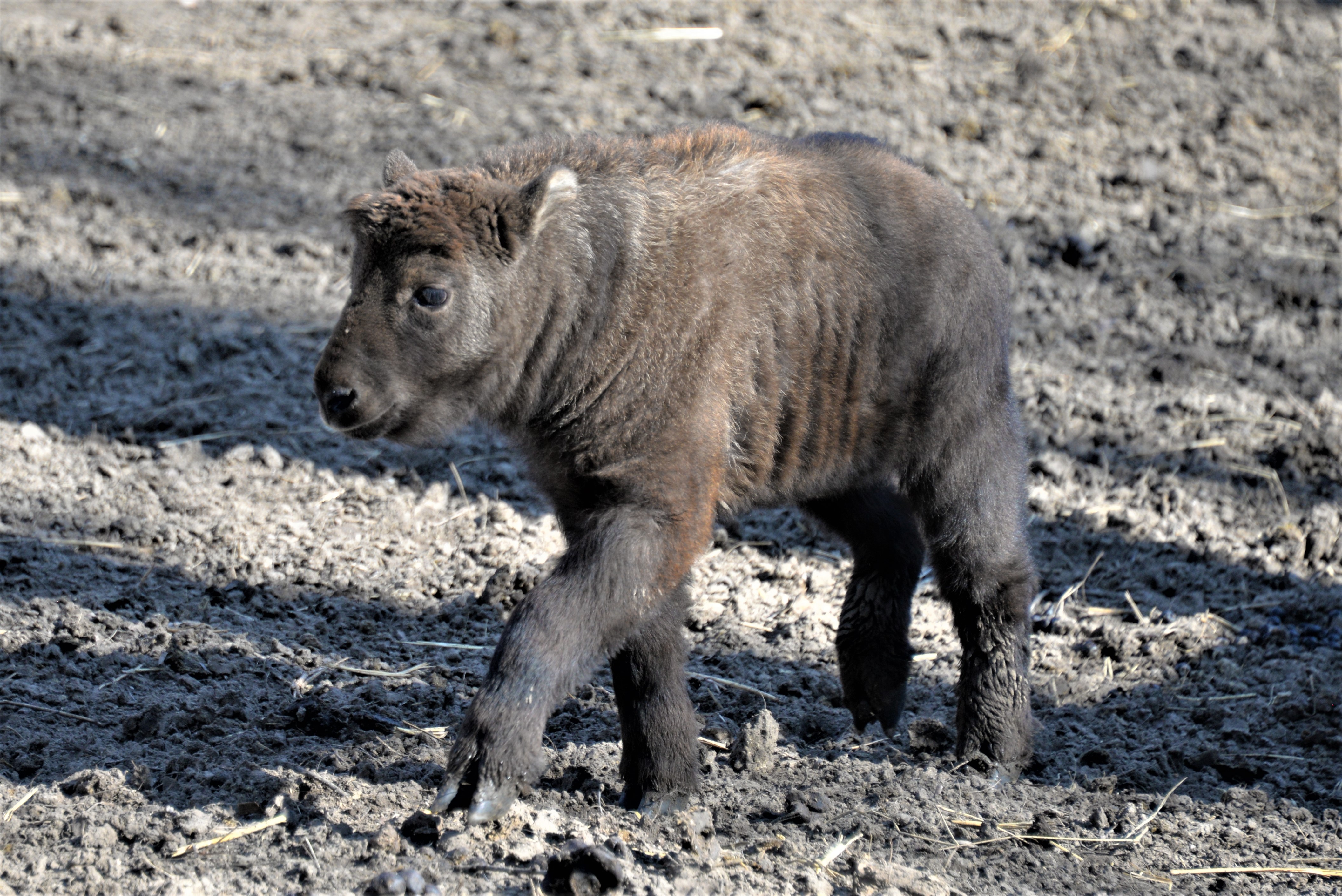 Mishmi takin született a Nyíregyházi Állatparkban 