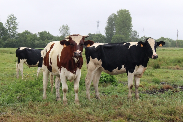 Gümőkórfertőzés jelent meg Komárom-Esztergom megyében  