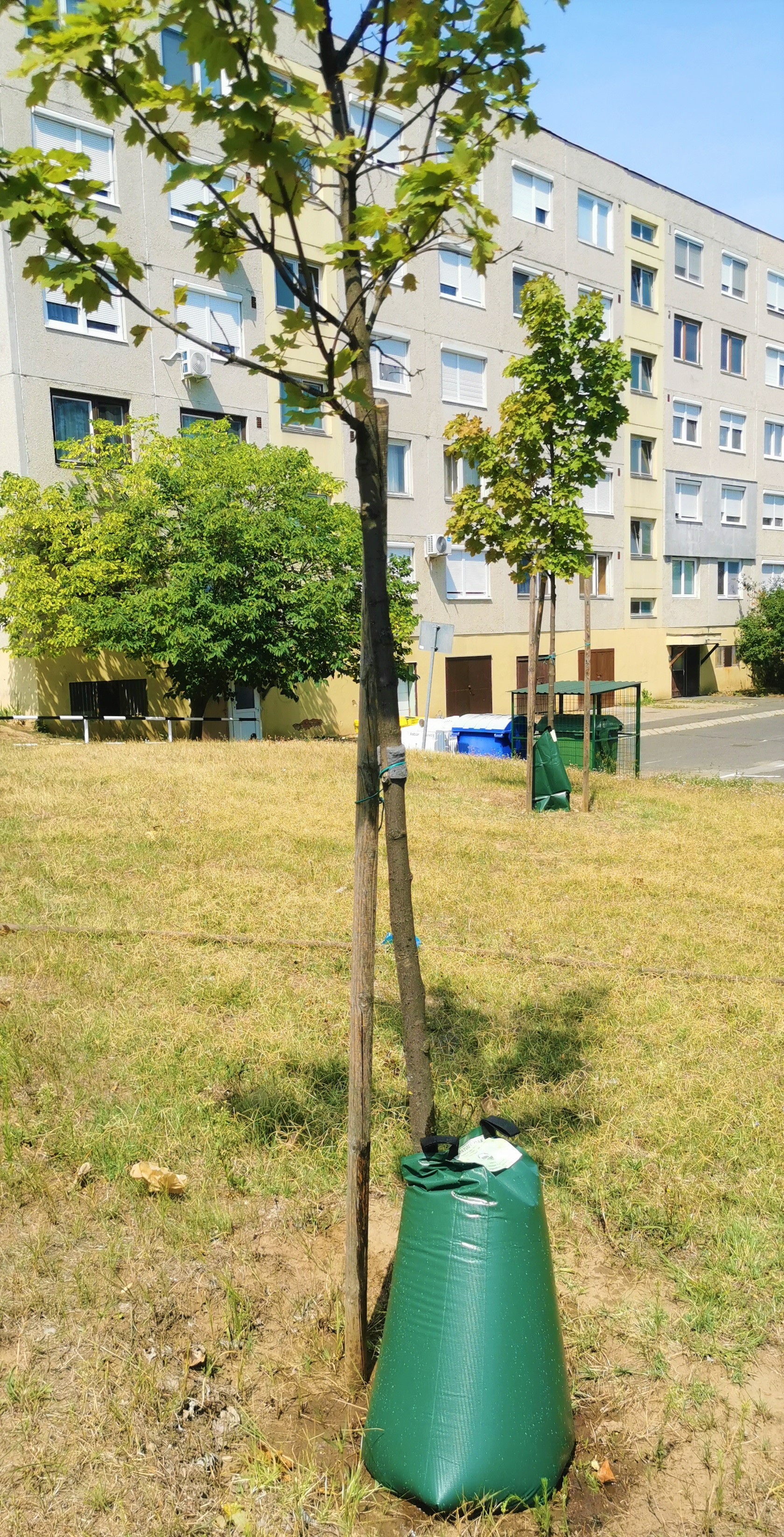 Újabb öntözőzsákok kerültek kihelyezésre városunkban