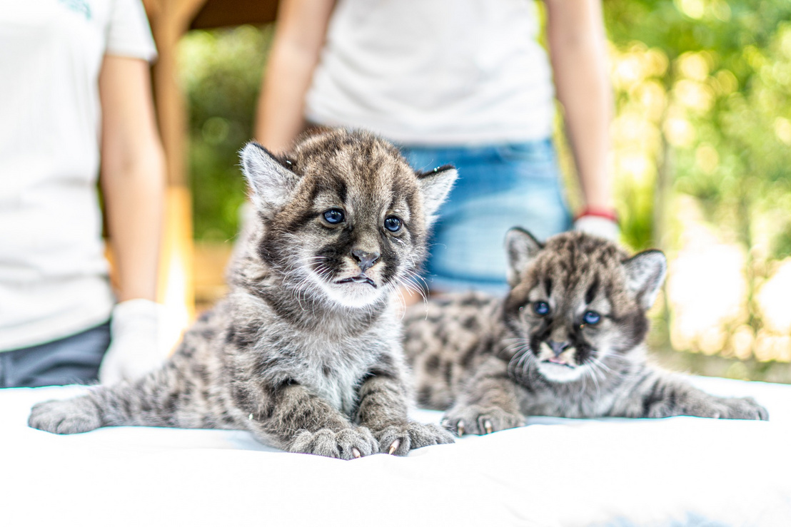 Puma ikerpár született a Nyíregyházi Állatparkban