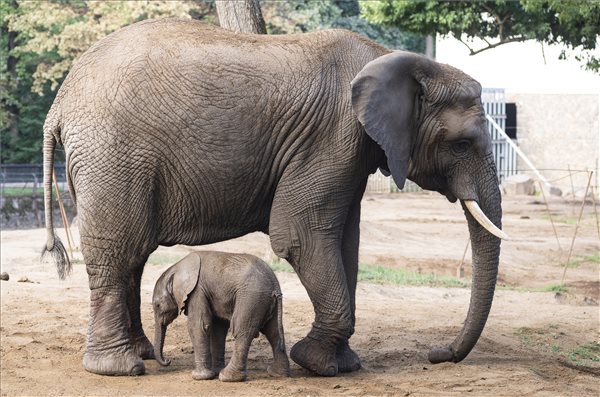 Afrikai elefánt született a Nyíregyházi Állatparkban