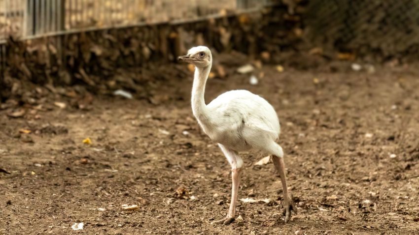 Fehér nandu fióka kelt ki az Állatparkban