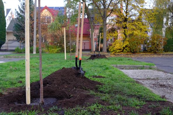 Folytatódik a polgármesteri fásítási program