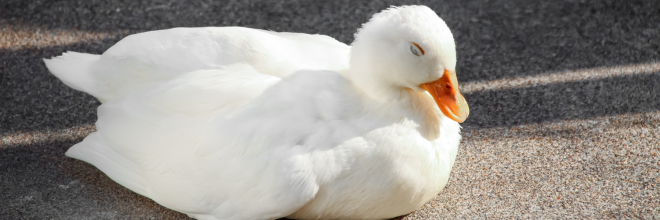 Nyírbátorban is felütötte fejét a madárinfluenza