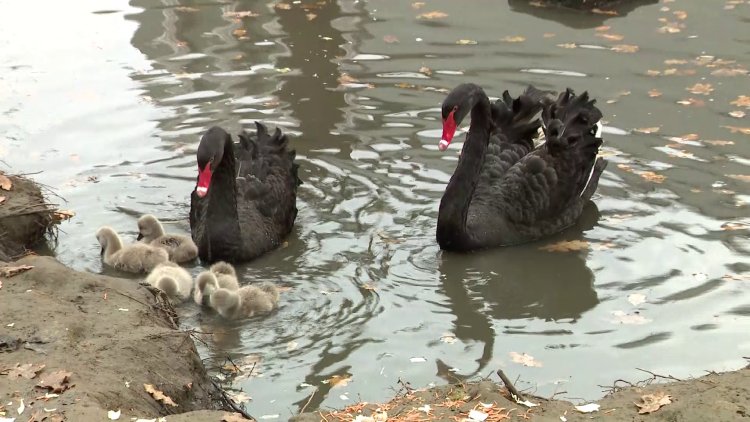 Öt fiókával gyarapodott a fekete hattyú csapat a Nyíregyházi Állatparkban