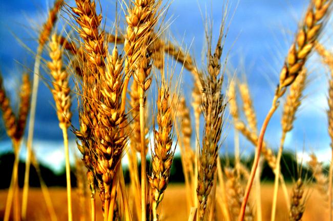 Idén sem haladhat át agráráru Magyarország területén ellenőrzés nélkül