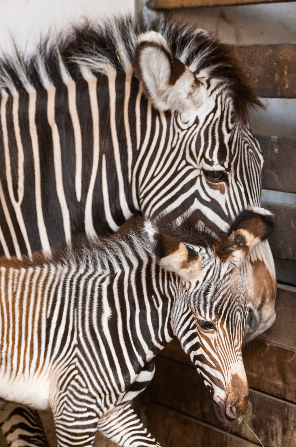 Két Grevy-zebra született a Nyíregyházi Állatparkban