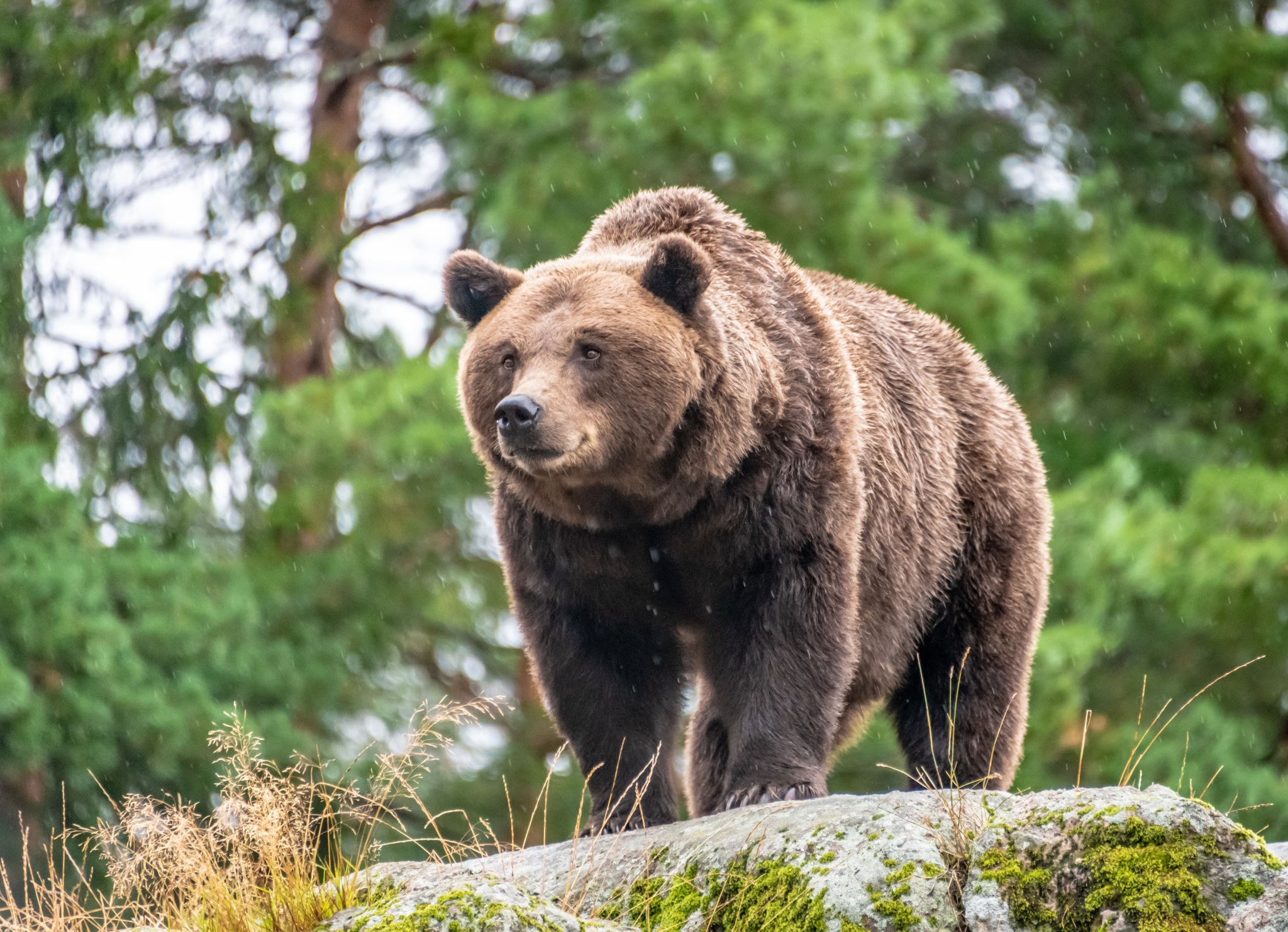 Csak egy szelfit akart a medvével, pórul járt a skót turista Romániában