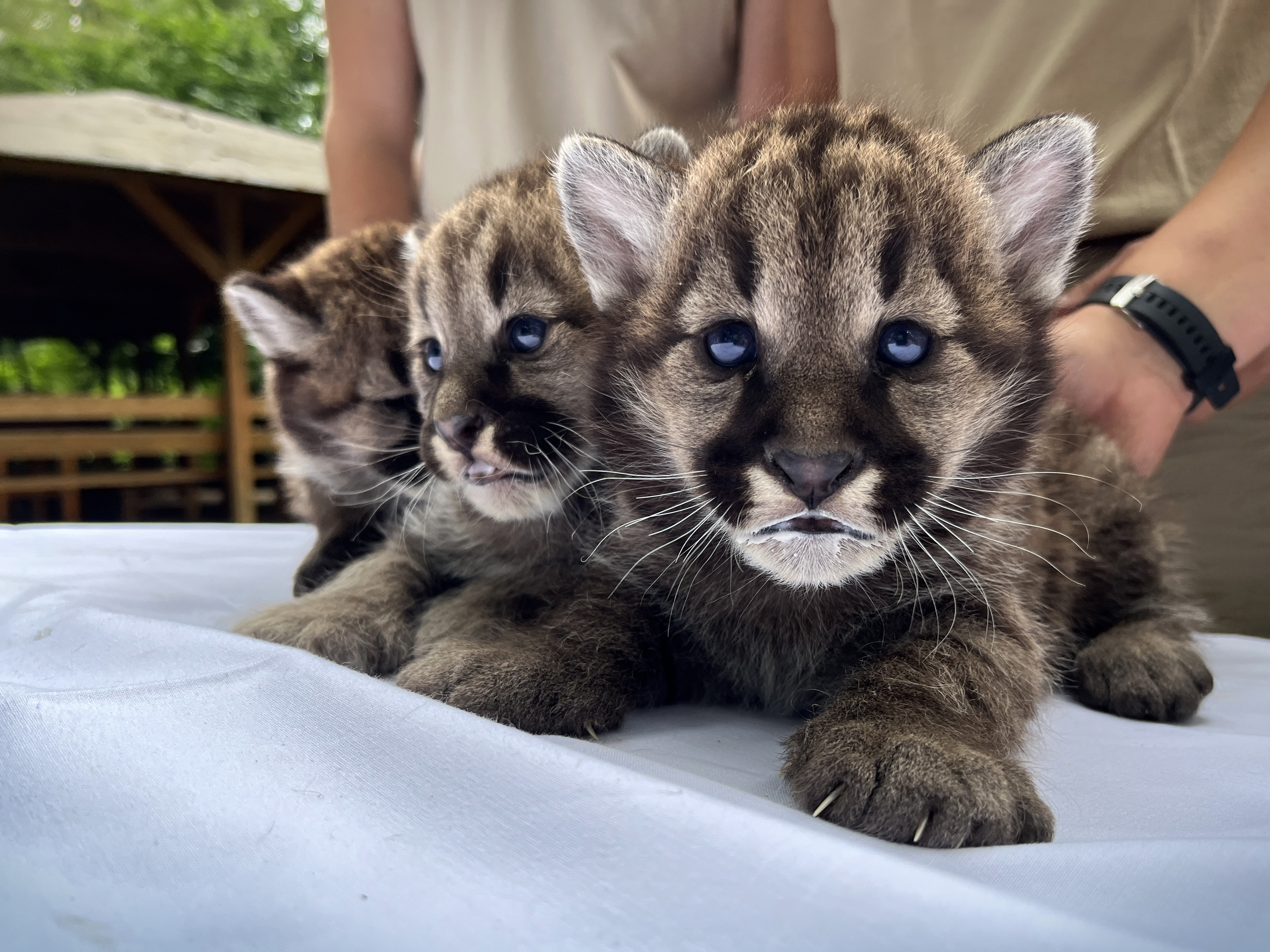 Puma hármas ikerpárral gazdagodott a Nyíregyházi  Állatpark