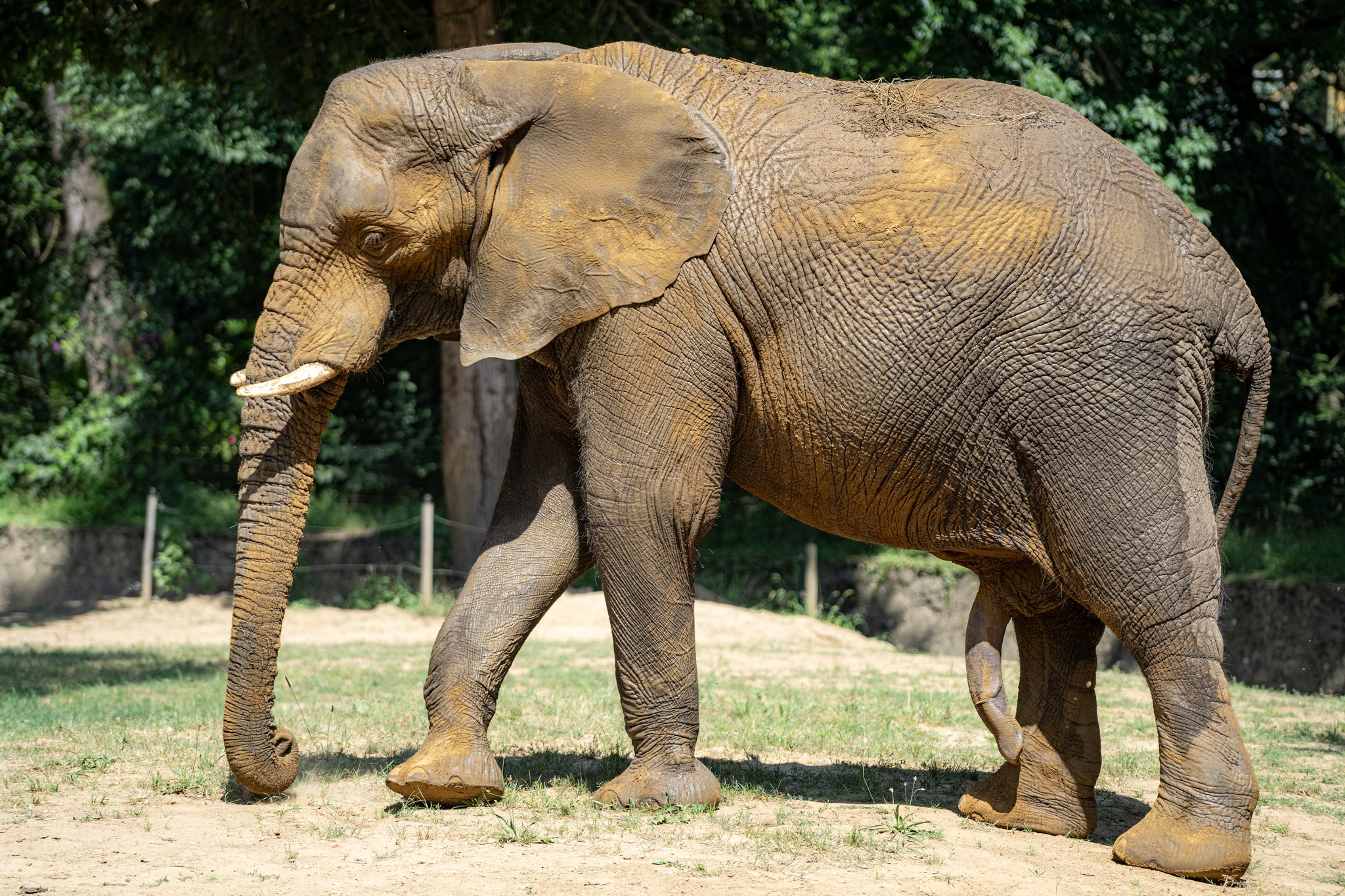 4 tonnás vőlegény érkezett a Nyíregyházi Állatpark afrikai elefánt hölgyeihez