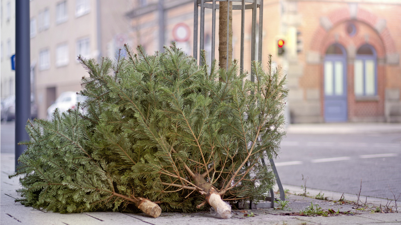 Ajándékot adnak a kidobott karácsonyfáért