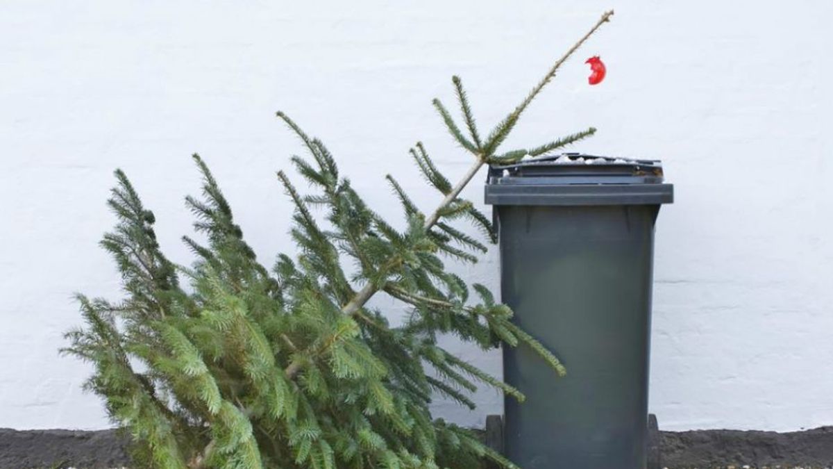 Elkezdődött a kidobott karácsonyfák begyűjtése