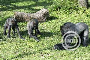 Két nőstény gorilla érkezett a Nyíregyházi Állatparkba!