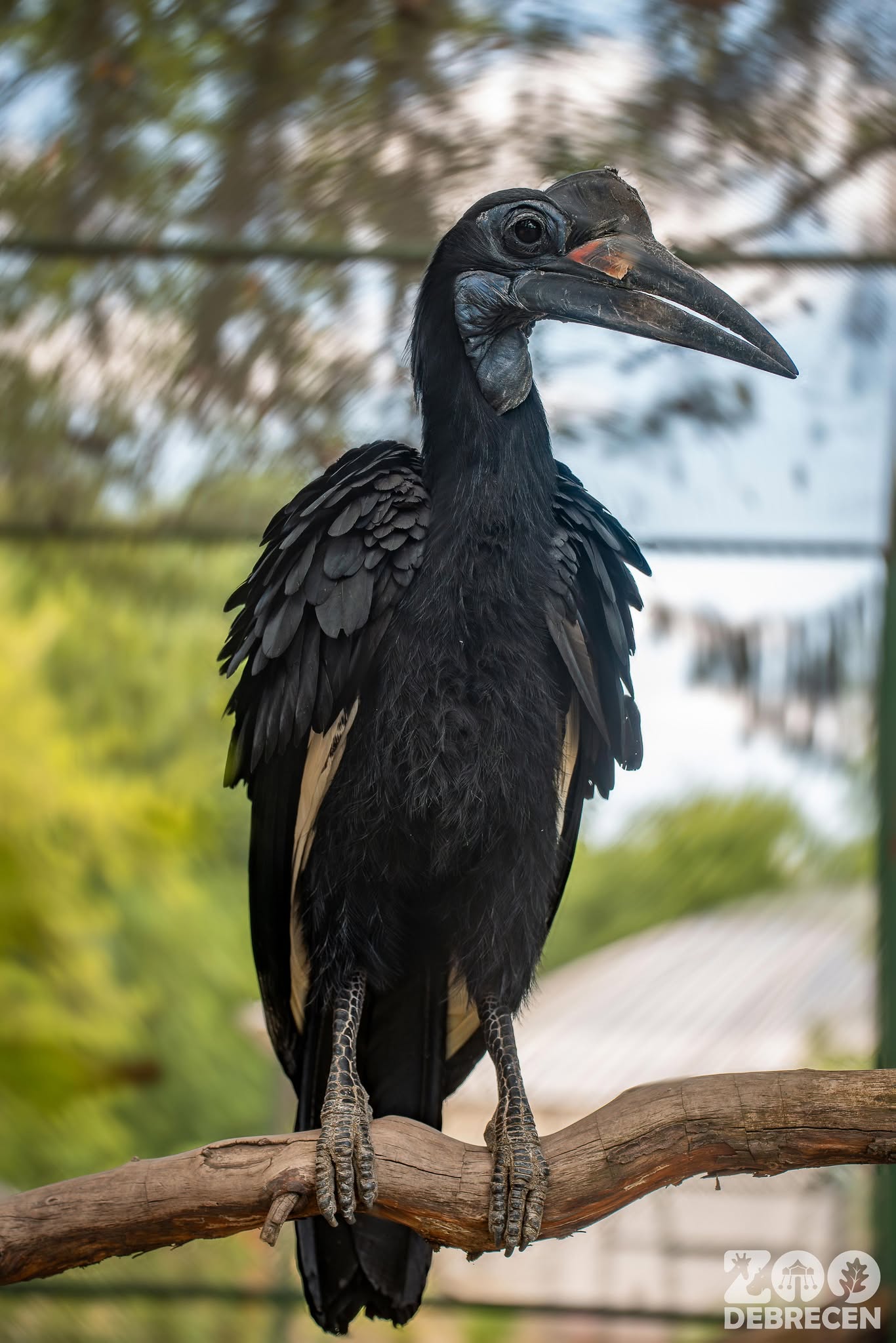 Újabb ritkasággal bővült a Zoo Debrecen állatállománya