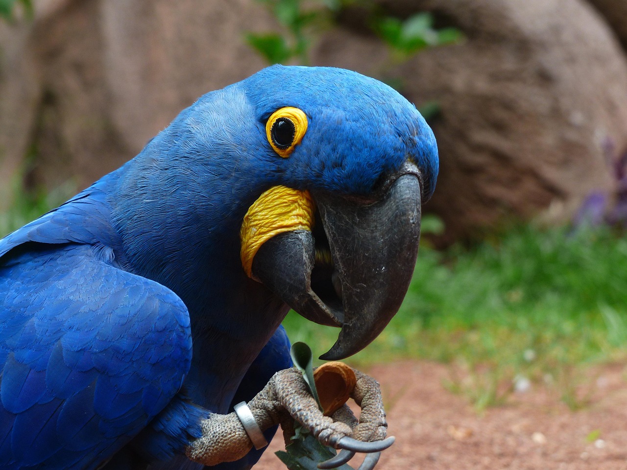 Kék-sárga ara fiókákkal gyarapodik a Zoo Debrecen
