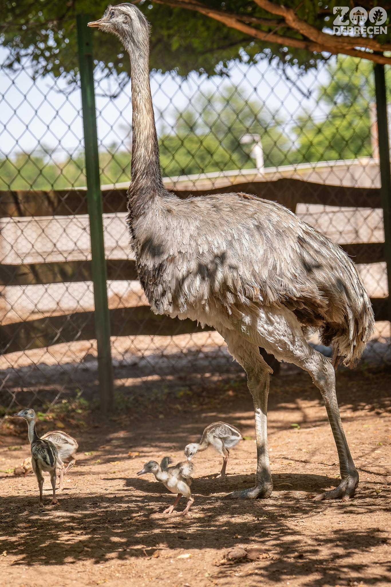 Történelmi siker a Zoo Debrecenben: Nandu fiókák keltek ki
