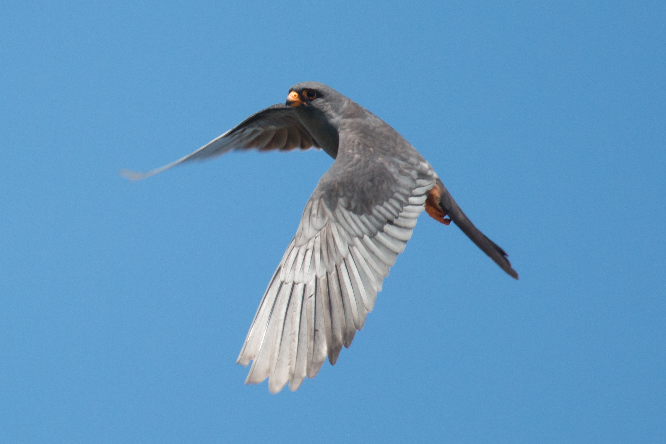 Record számú kék vércsét figyeltek meg a Hortobágyi Nemzeti Parkban