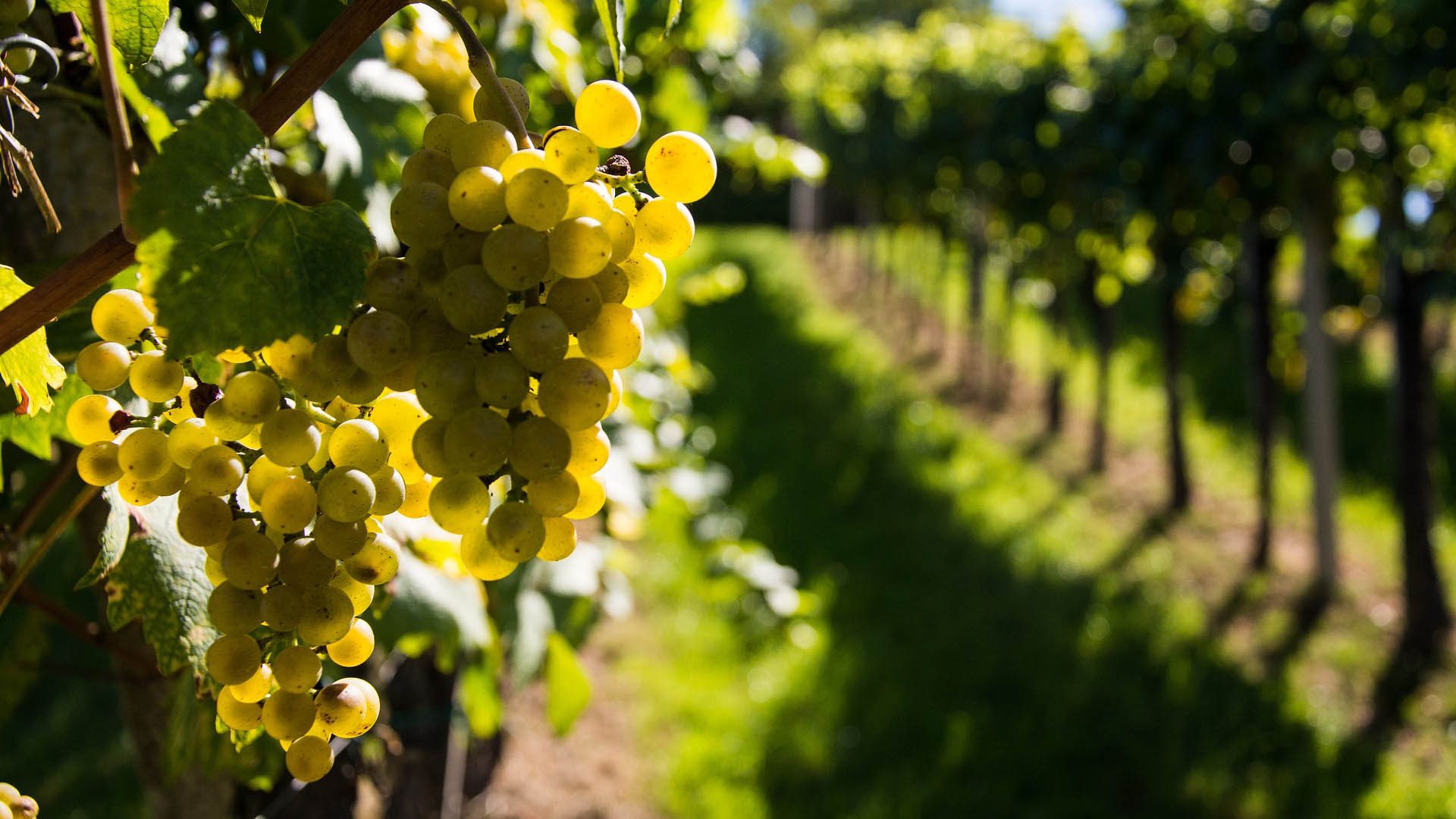 Drónokkal keresik az aranyszínű sárgasággal fertőzött szőlőket