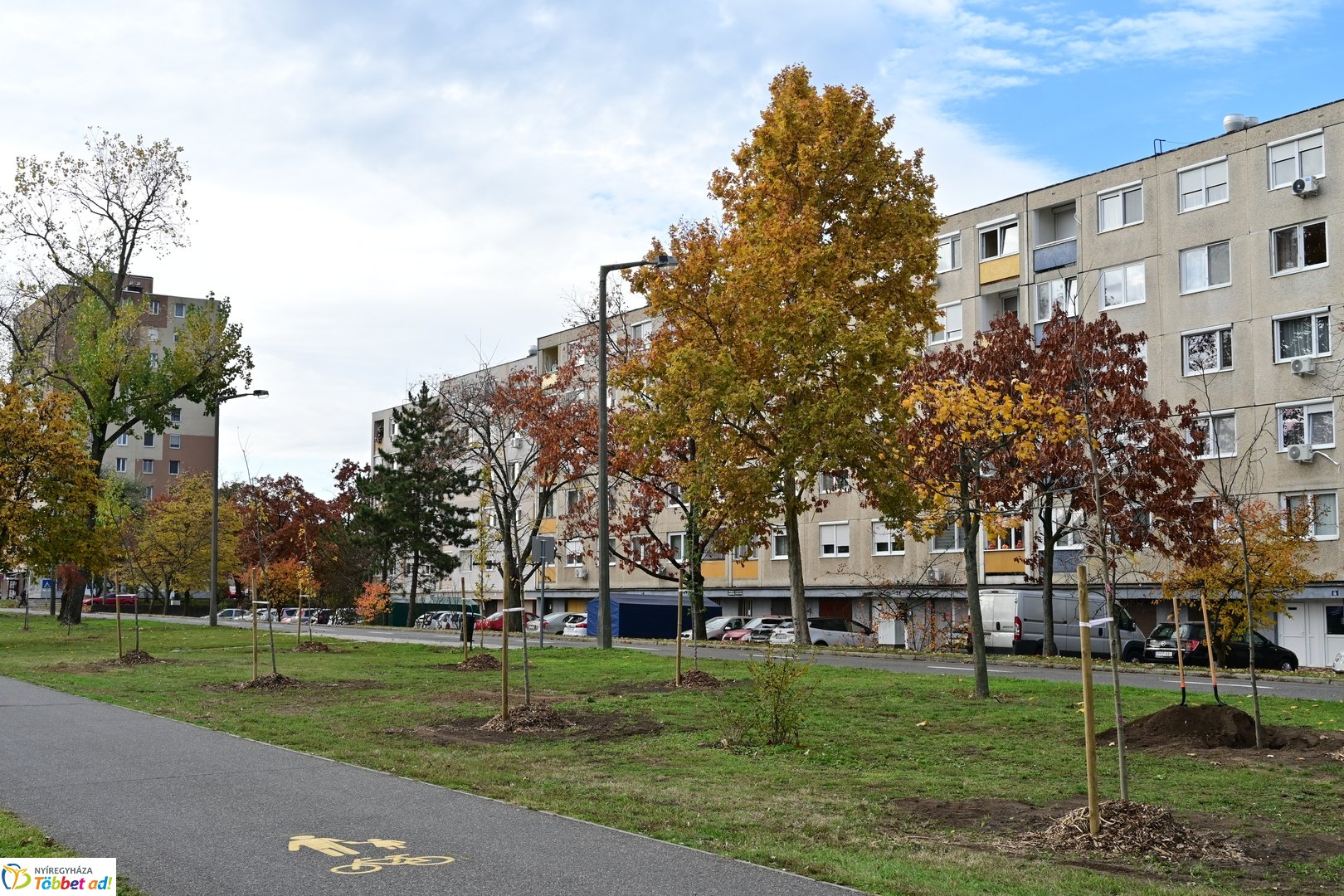 Új fák a Korányin