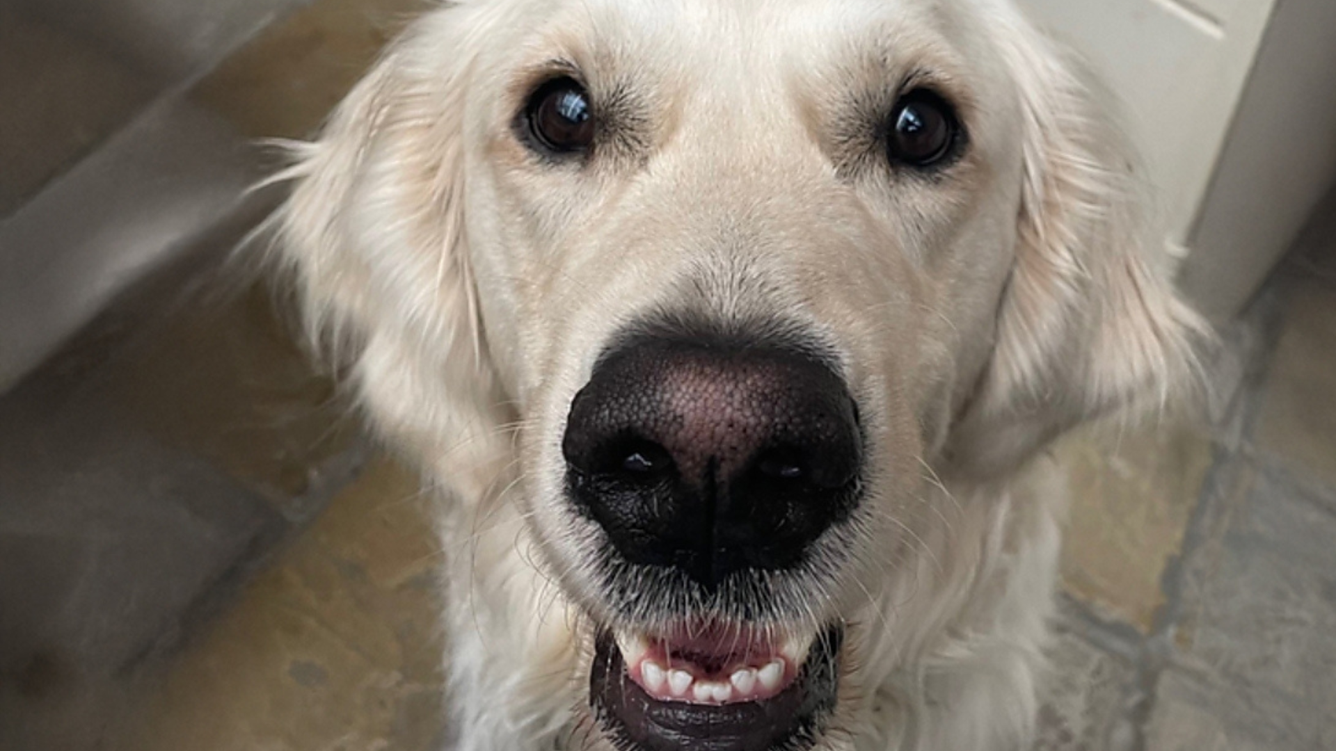 Doppler, a terápiás kutya segít a diákoknak vizsgázni Debrecenben