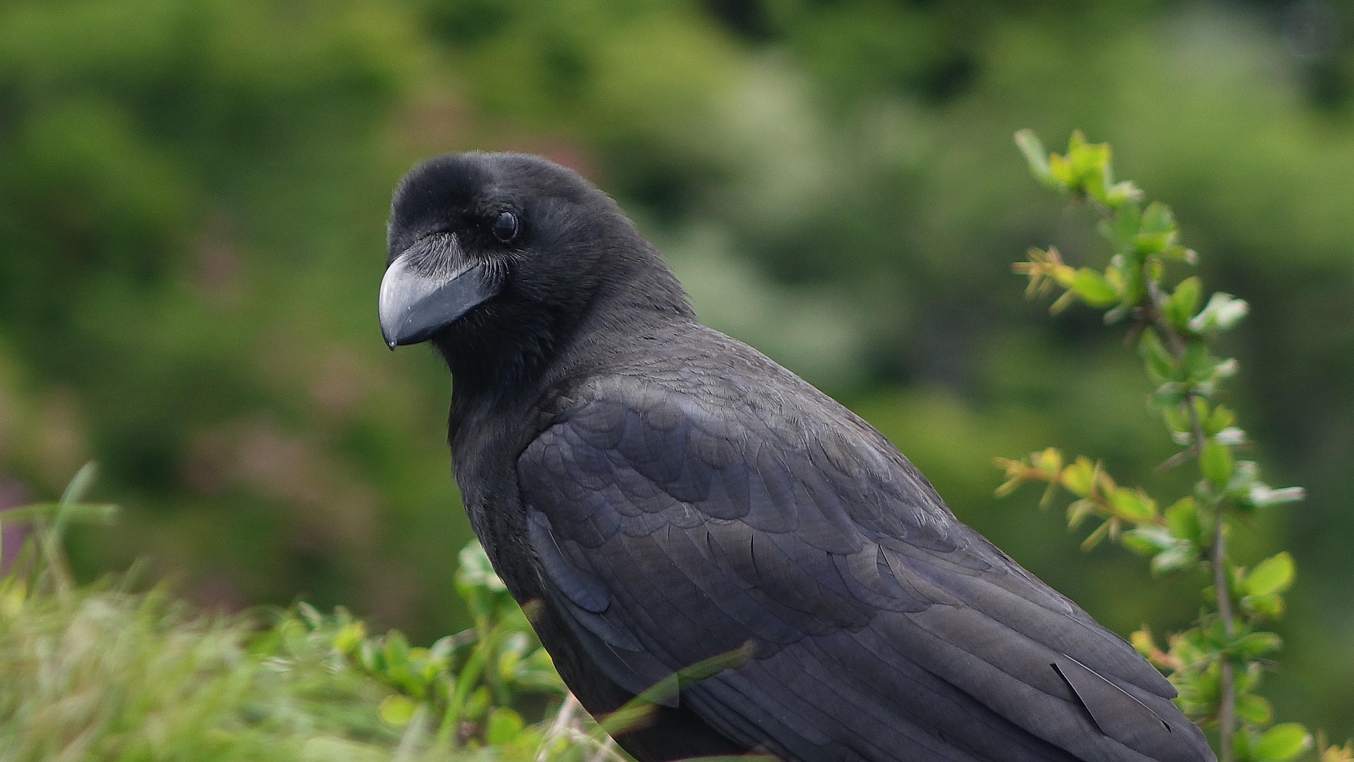 A varjak nemcsak felismerik, hanem meg is jegyzik az emberek arcát