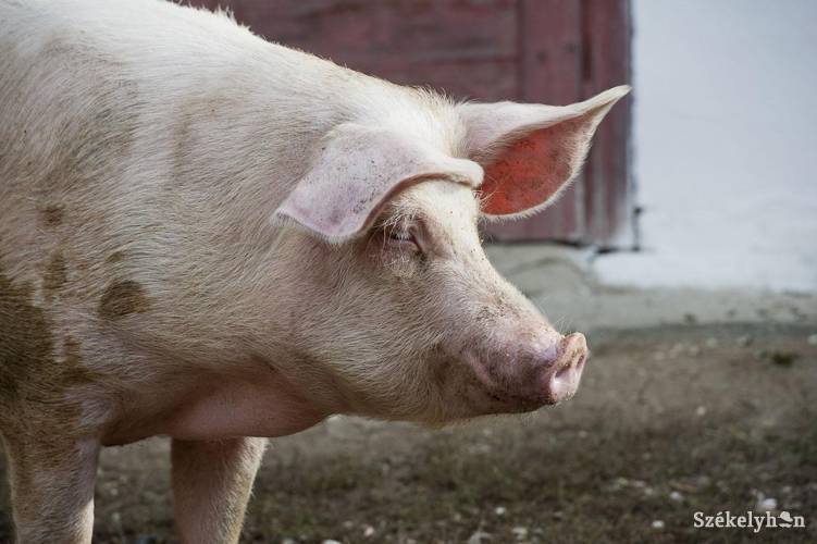 Megérkezett a magyar határra az afrikai sertéspestis