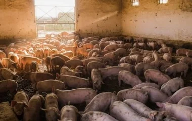 Tűzben pusztult el mintegy kétezer malac Észak-Baranyában