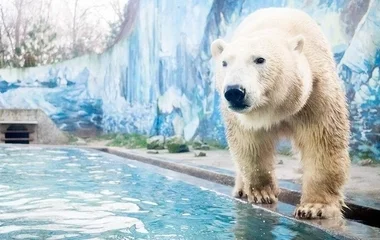 Medvenapot tart vasárnap a Nyíregyházi Állatpark