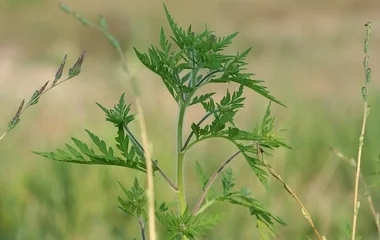 Az állami területeken folyamatos a parlagfű-mentesítés