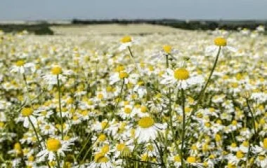 Tisztifőorvos: nagyon magas a pollenkoncentráció, extrém szint is előfordulhat