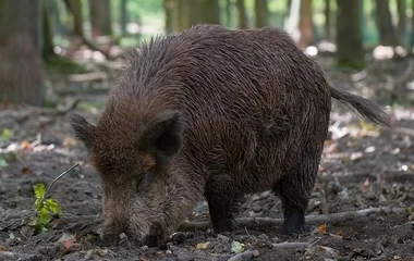 ASP-t igazolt a Nébih Pest megyében talált vaddisznó tetemekben