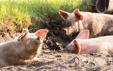 Ismét szállítható Szerbiába a friss sertéshús Magyarországról