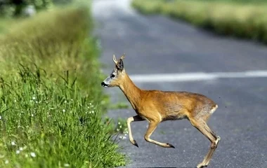 Veszélyes időszak jön az utakon, támadnak az őzek