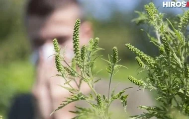 Csúcson a pollen koncentrációja  