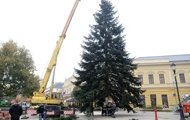 Megérkezett a belvárosba a város karácsonyfája